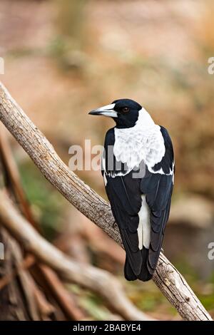 Birds / Australian Magpie in Halls Gap, Victoria Australia. Foto Stock