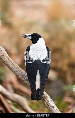 Birds / Australian Magpie in Halls Gap, Victoria Australia. Foto Stock