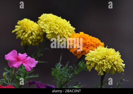 Marigold o Tagetes o Calendula offcinalis piante erbacee annuali perenni nella famiglia dei girasoli Foto Stock