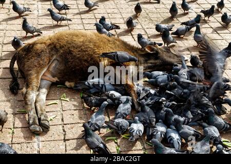 Kathmandu, Nepal. 2 Feb 2014. Hanuman Dhoka, Piazza Durbar, Kathmandu, Nepal. Credit: Bernard Menigault/Alamy Foto d'archivio Foto Stock