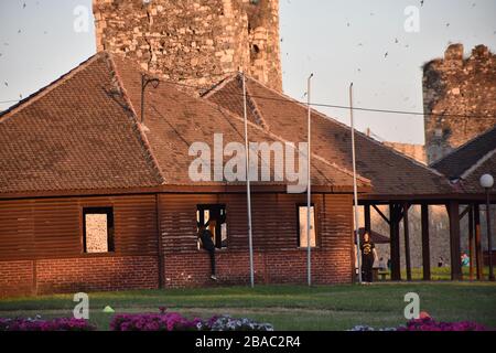 Parco della Fortezza di Smederevo con case in legno e giardine fiorite lungo le coa Foto Stock