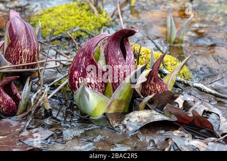 Eastern Skunk Cabbage (Symplocarpus foetidus), in fiore, metà marzo, regione dei grandi Laghi del Sud, di James D Coppinger/Dembinsky Photo Assoc Foto Stock