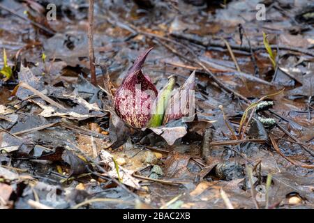 Eastern Skunk Cabbage (Symplocarpus foetidus), in fiore, metà marzo, regione dei grandi Laghi del Sud, di James D Coppinger/Dembinsky Photo Assoc Foto Stock