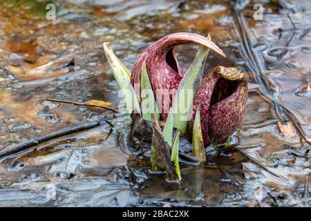 Eastern Skunk Cabbage (Symplocarpus foetidus), in fiore, metà marzo, regione dei grandi Laghi del Sud, di James D Coppinger/Dembinsky Photo Assoc Foto Stock