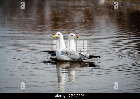 Gabbiani in primavera bella giornata di sole Foto Stock
