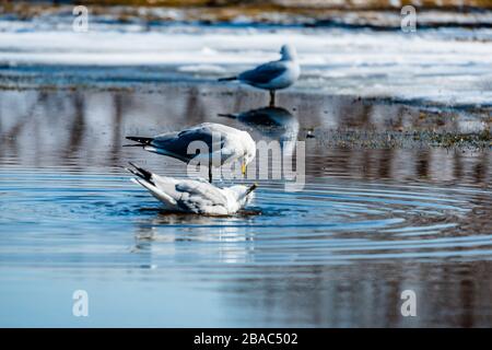 Gabbiani in primavera bella giornata di sole Foto Stock