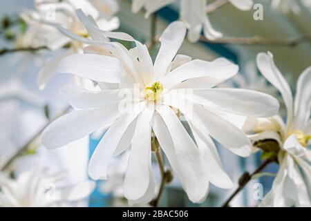 Merrill Star Magnolia, un piccolo albero o arbusto nel giardino primaverile. Foto Stock