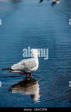 Gabbiani in primavera bella giornata di sole Foto Stock