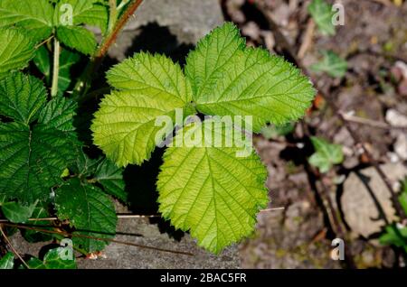 Rubus frutticosus, giovani foglie verde chiaro di un cespuglio di mora in primavera Foto Stock