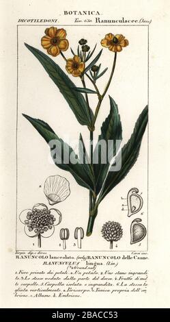 Maggiore spearwort, Ranunculus lingua, Ranuncolo lanceolato, Ranuncolo delle canne. Incisione a forma di copperplate a mano dal Dizionario delle Scienze naturali di Antoine Laurent de Jussieu, Firenze, Italia, 1837. Illustrazione incisa da Corsi, disegnata da Jean Gabriel Pretre e diretta da Pierre Jean-Francois Turpin, e pubblicata da Batelli e figli. Turpin (1775-1840) è considerato uno dei più grandi illustratori botanici francesi del 19 ° secolo. Foto Stock