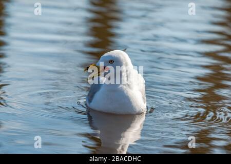 Gabbiani in primavera bella giornata di sole Foto Stock