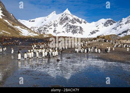 Re Pinguini (Appenodytes patagonicus) e montagne coperte di neve, destra Whale Bay, South Georgia Island, Antartico Foto Stock