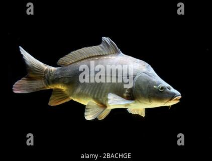 Carpa comune, (Cyprinus carpio), prigioniero, Francia Foto Stock