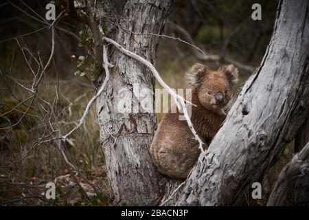 Koala conosciuto come 'Grumpy' sull'isola di Kangaroo, Australia del Sud. Foto Stock