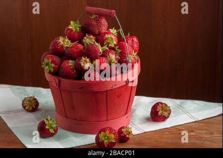 Fragole mature che riempiono un cesto di legno rosso con un manico. Foto Stock