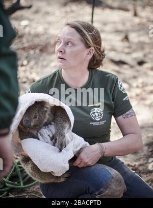 Un koala salvato da Kelly Donithan dalla Humane Society International da un albero sull'isola di Kangaroo, Australia del Sud. Foto Stock