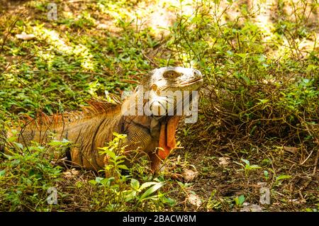 Iguana verde maschile tra l'erba di Tortuguero, Costa Rica Foto Stock
