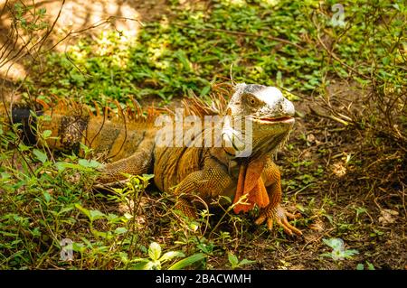 Iguana verde maschile tra l'erba di Tortuguero, Costa Rica Foto Stock