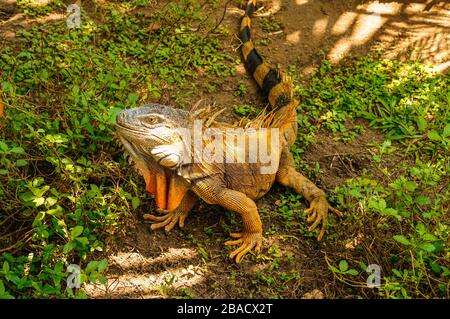 Iguana verde maschile tra l'erba di Tortuguero, Costa Rica Foto Stock