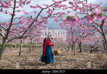 Pechino, provincia cinese del Sichuan. 26 marzo 2020. Una ragazza cammina sotto gli alberi di pesca nella contea di Hanyuan, nella provincia di Sichuan della Cina sudoccidentale, 26 marzo 2020. Credit: Wang Xi/Xinhua/Alamy Live News Foto Stock