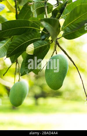 Green Mango in un giardino di mango in rajshahi, chapainwabganj, bangladesh Foto Stock