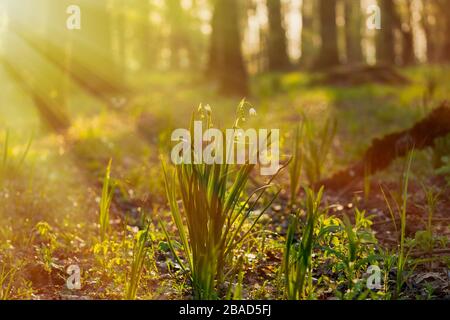 Fiocco di neve estivo da una foresta allagata, illuminato dai raggi del sole che sorge Foto Stock
