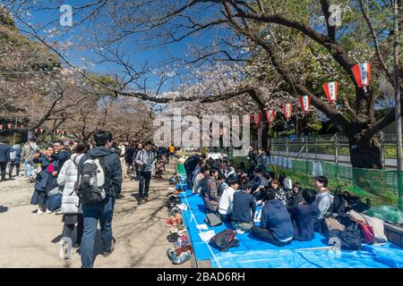 Persone al Parco Ueno durante la stagione della fioritura dei ciliegi Foto Stock