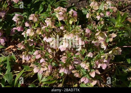 helleborus orientalis donna rosa all'inizio di marzo sole, rosa di natale rosa con piccoli petali color pastello Foto Stock