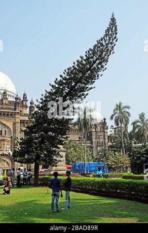 Cook pino albero di fronte a Chhatrapati Shivaji Maharaj Vastu Sangrahalaya ex Prince of Wales Museum a Mumbai, India Foto Stock