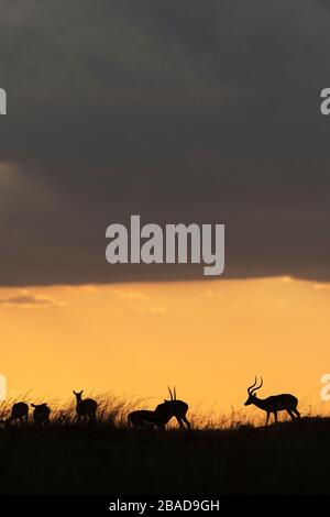 L'immagine di Impala (Aepyceros melampus) silhoutte al tramonto nella Riserva Nazionale Masai Mara, Kenya. Foto Stock