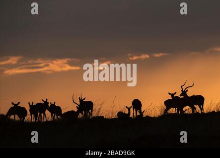 L'immagine di Impala (Aepyceros melampus) silhoutte al tramonto nella Riserva Nazionale Masai Mara, Kenya. Foto Stock