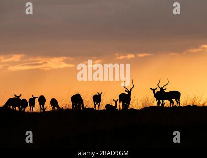 L'immagine di Impala (Aepyceros melampus) silhoutte al tramonto nella Riserva Nazionale Masai Mara, Kenya. Foto Stock