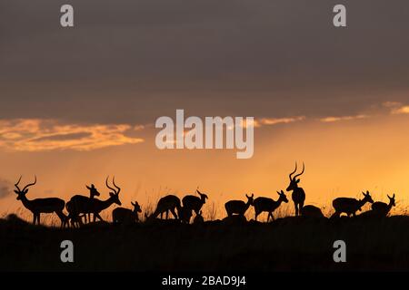 L'immagine di Impala (Aepyceros melampus) silhoutte al tramonto nella Riserva Nazionale Masai Mara, Kenya. Foto Stock