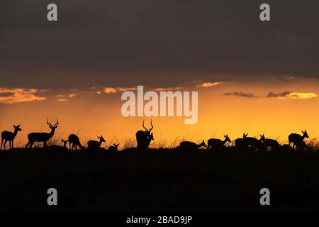 L'immagine di Impala (Aepyceros melampus) silhoutte al tramonto nella Riserva Nazionale Masai Mara, Kenya. Foto Stock