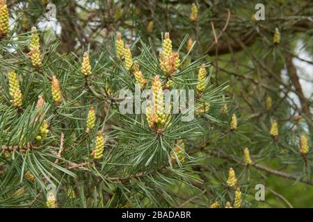 Nuova crescita di primavera fresca e coni su un pino scozzese albero (Pinus sylvestris) in un parco in Devon rurale, Inghilterra, Regno Unito Foto Stock