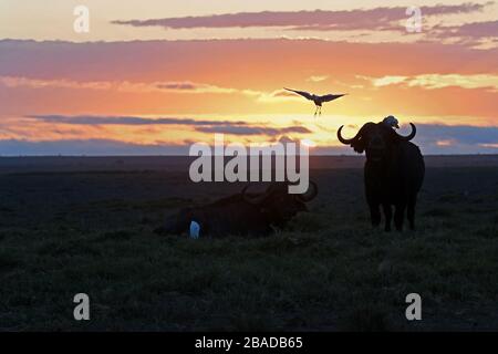 L'immagine di Buffalo africano (Syncerus caffer) nel Parco Nazionale di Amboseli, Kenya Foto Stock