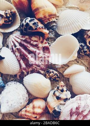 Conchiglie come sfondo estivo costiero, natura e concetto di viaggio Foto Stock