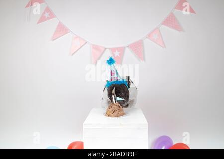 bulldog francese che celebra il primo compleanno con la sua torta, palloncini e pennants su sfondo bianco.buon compleanno Foto Stock