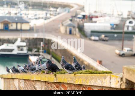 Vista lungo la fila di piccioni in piedi sul bordo del tetto al porto di Ramsgate all'alba. Tutte affacciate verso l'alba. Foto Stock