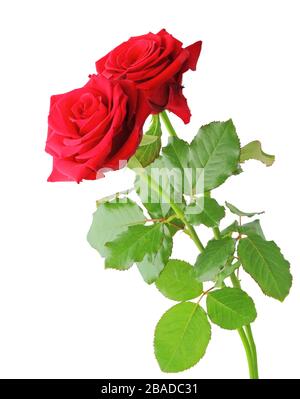 Bellissime rose rosse (Rosaceae) isolate su sfondo bianco, compreso il sentiero di ritaglio. Germania Foto Stock