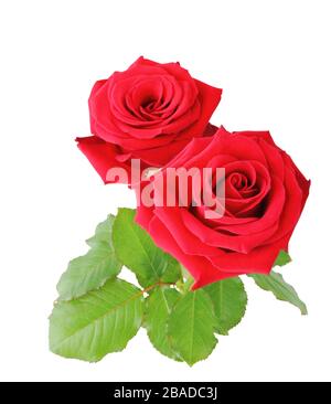 Bellissime rose rosse (Rosaceae) isolate su sfondo bianco, compreso il sentiero di ritaglio. Germania Foto Stock