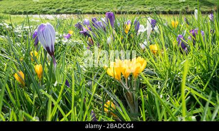 Vista panoramica dei colorati fiori di croco in un prato Foto Stock