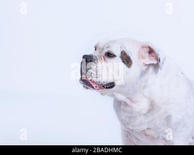 Colpo di testa di un grande e bello vecchio cane di razza inglese bulldog che guarda alla sinistra. Copy-space Foto Stock
