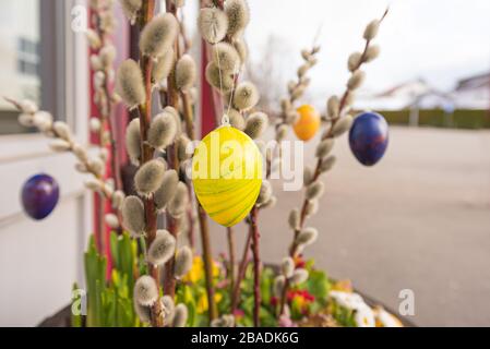 Le uova di Pasqua colorate pende da un arbusto di gattini di palma e decorano un ingresso a Pasqua in primavera. Foto Stock