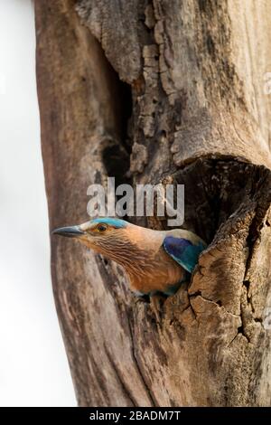 Indian Roller Coracias benghalensis, adulto, arroccato all'interno del nido buco, Kanha National Park, India, maggio Foto Stock