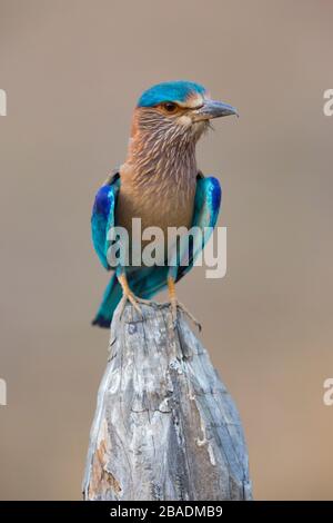 Indian Roller Coracias benghalensis, adulto, arroccato, Kanha National Park, India, maggio Foto Stock