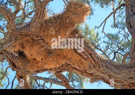 Massiccio nido di tessitore socievole in grande albero, Etosha, Namibia Foto Stock