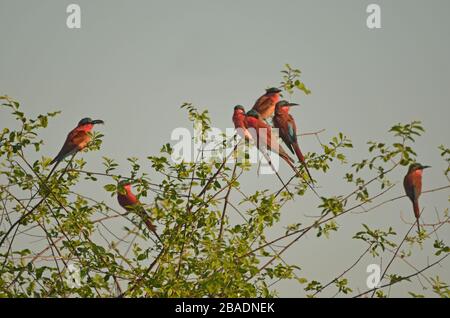 Gregge di ape-eater di carminio meridionale sul ramo, Namibia Foto Stock