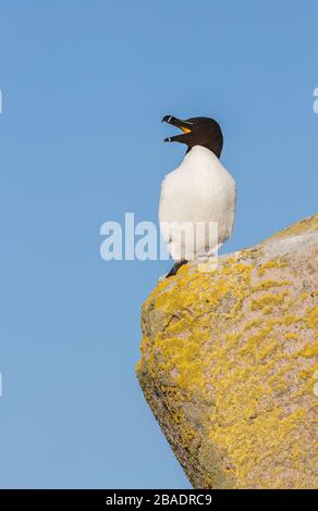 Razorbill (Alca torda), grande isola Saltee, Co. Wexford, Repubblica di Irlanda Foto Stock