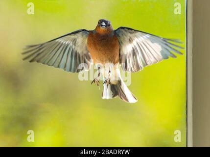 Chipping, Preston, Lancashire, Inghilterra, Regno Unito. 27 marzo 2020. Immagine di un affonco alla finestra scattato da un fotografo in autoisolamento dall'epidemia di Coronavirus, Chipping, Preston, Lancashire. Credit: John Eveson/Alamy Live News Foto Stock